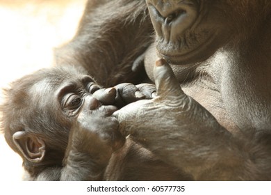 Baby Western Lowland Gorilla