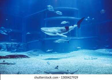 Baby Whale Shark At Osaka Aquarium