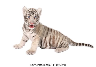 Bebe Tigre Blanc Images Photos Et Images Vectorielles De Stock Shutterstock