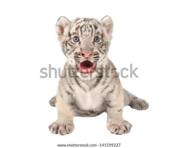 Descubra Tigre De Bengala Blanco Bebe Aislado Imagenes De Stock En Hd Y Millones De Otras Fotos Ilustraciones Y Vectores En Stock Libres De Regalias En La Coleccion De Shutterstock Se Agregan Miles De Imagenes Nuevas De Alta Calidad Todos Los Dias