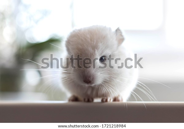 Bebe Chinchilla Blanche Avec De Longs Photo De Stock Modifiable