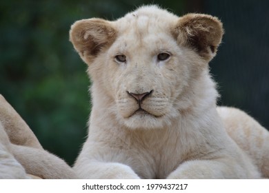 Lion Blanc Bebe Photos Et Images De Stock Shutterstock