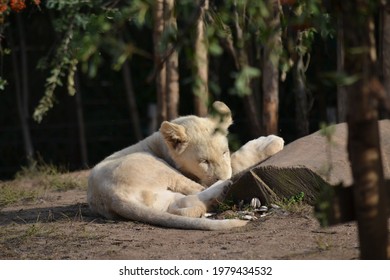 Lion Blanc Bebe Photos Et Images De Stock Shutterstock