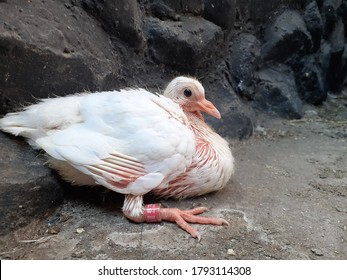 Baby Pigeon Images Stock Photos Vectors Shutterstock