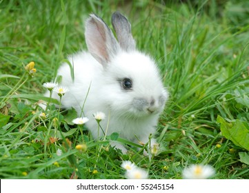 Baby White Rabbit In Grass