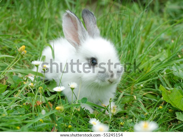 Bebe Lapin Blanc Dans L Herbe Photo De Stock Modifiable