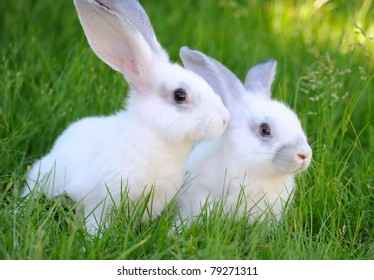 Baby White Rabbits Grass Stock Photo 79271311 | Shutterstock