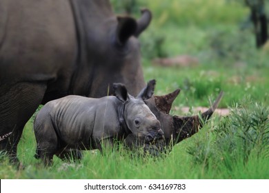 baby white rhino