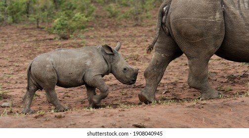 Baby white rhino calf and mother