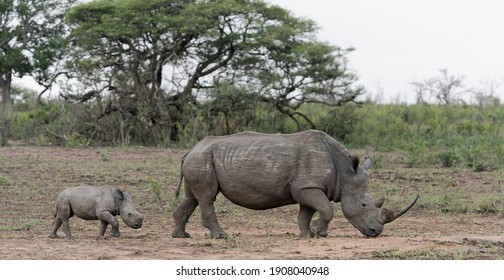 Baby White Rhino Calf And Mother