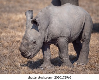 Baby White Rhino Calf On Savanna