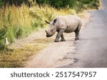 A baby white rhino cautiously crosses a road in Pilanesberg Nature Reserve under soft, overcast light, showcasing the gentle beauty of wildlife in a serene setting. Taken during a safari game drive