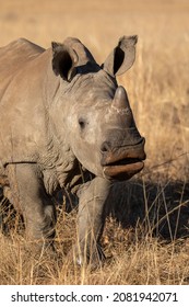 Baby White Rhino Kissy Lips