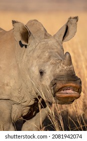 Baby White Rhino Kissy Lips