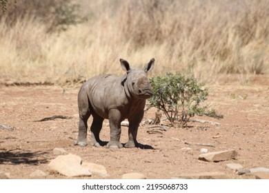 A Baby White Rhino In Namibia