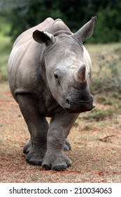 A baby white rhino / rhinoceros portrait.