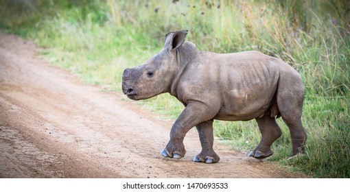 baby white Rhino running charge