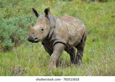 Baby white rhino, South Africa