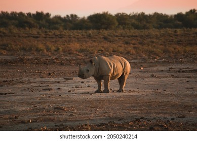 Baby White Rhino In The Wild.