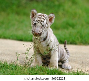 Tigre Bebe High Res Stock Images Shutterstock