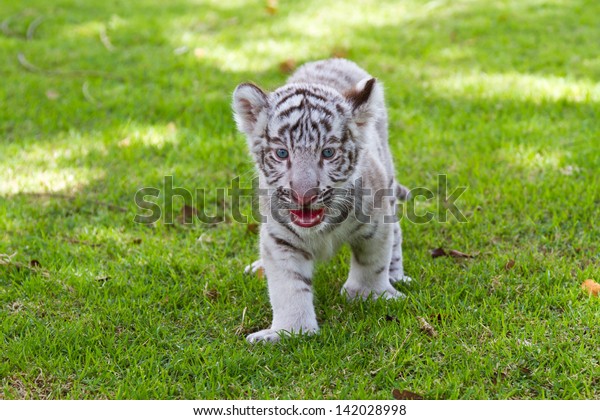 baby white tiger cubs