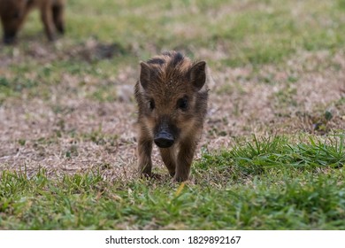 Baby wild boar , La Pampa , Argentina.  - Shutterstock ID 1829892167