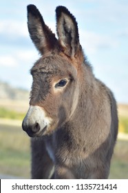 Baby Wild Burro