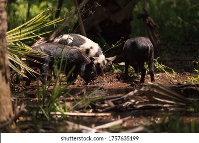 38 Piney woods rooter Images, Stock Photos & Vectors | Shutterstock