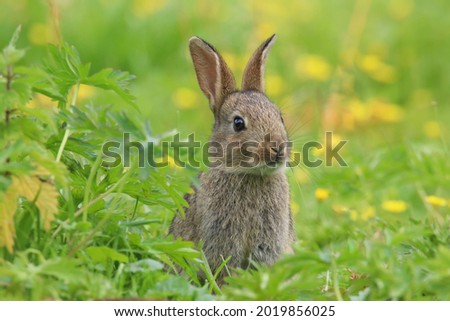 Baby Wild Rabbit (Oryctolagus cuniculus) sitting in a field.