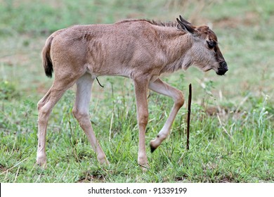 Baby Wildebeest