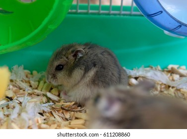 baby winter white hamster