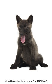 baby wolf images stock