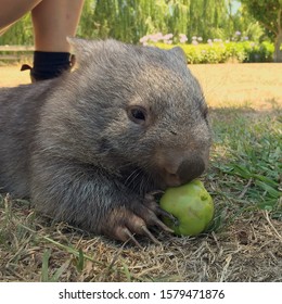 Baby Wombat Eating An Apple.