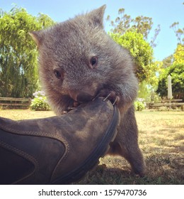 Baby Wombat Playing With Boot.