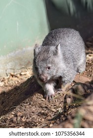 A Baby Wombat Sneaks Past A Green Wall.