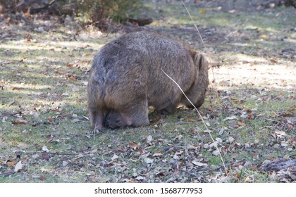 A Baby Wombat Sticking Its Head Out Of Its Mothers Pouch