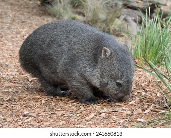 Baby Wombat In Tasmania, Australia