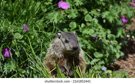 Baby woodchuck posing among flowers