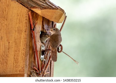 Baby Wrens High Res Stock Images Shutterstock