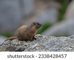 Baby Yellow Bellied Marmot in the rocks