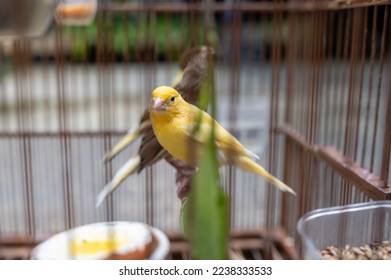 BABY YELLOW CANARIES IN A CAGE
 - Powered by Shutterstock