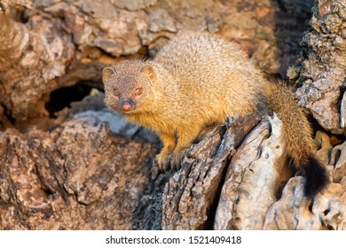 Mongoose Baby Hd Stock Images Shutterstock