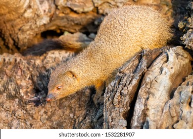 Mongoose Baby Hd Stock Images Shutterstock