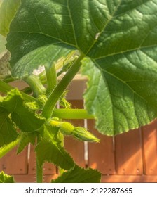 A Baby Yellow  Squash Growing Hydroponically In A Dutch Bucket System