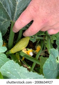 Baby Yellow Squash Still Attached To The Plant