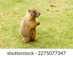 Baby yellow-bellied marmot (Marmota flaviventris) with a puzzled look