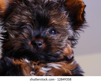 baby yorkie teacup