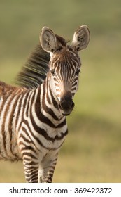 Baby Zebra Images Stock Photos Vectors Shutterstock