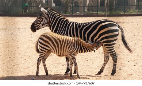 Zebras Facts Images Stock Photos Vectors Shutterstock