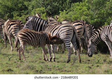 Baby Zebra, Zebra Calf Drinking